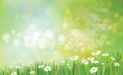 Wall Mural - vector nature background with grass and chamomiles.