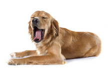 Yawning Golden Retriever