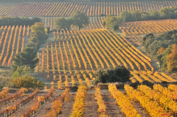 Wall Mural - champ de vigne en automne