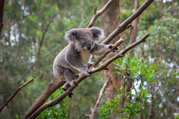a wild koala climbing a tree