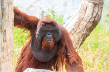 Bornean Orangutan(Pongo Pygmaeus) In Thailand