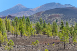 Fototapeta Do pokoju - Pines on the volcanic field Teide, Tenerife.