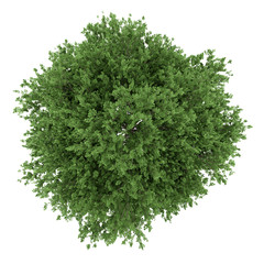 Wall Mural - top view of large-leaved lime tree isolated on white background