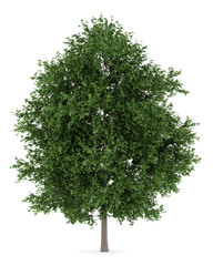 Wall Mural - large-leaved lime tree isolated on white background
