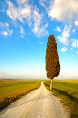 Wall Mural - Tuscany, lonely cypress tree and rural road. Siena, Orcia Valley