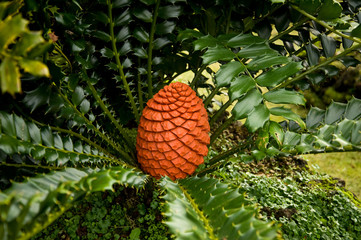 Wall Mural - Encephalartos Ferox