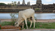 Cow Eating In Front Of The Main Temple - Angkor Wat Temple Complex, Cambodia