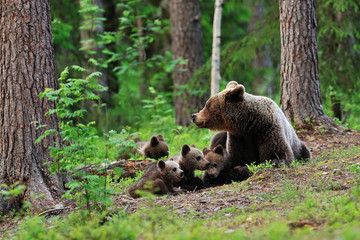 Wall Mural - brown bear with cubs resting in the forest