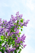 Spring Blooming Lilac On Blue Sky