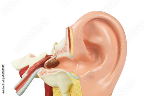 Naklejka dekoracyjna Artificial human ear model isolated on white background