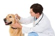 © WavebreakMediaMicro - Veterinarian examining a cute dog