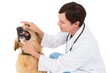 © WavebreakMediaMicro - Veterinarian examining teeth of a cute dog