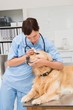 © WavebreakmediaMicro - Veterinarian examining a cute dog