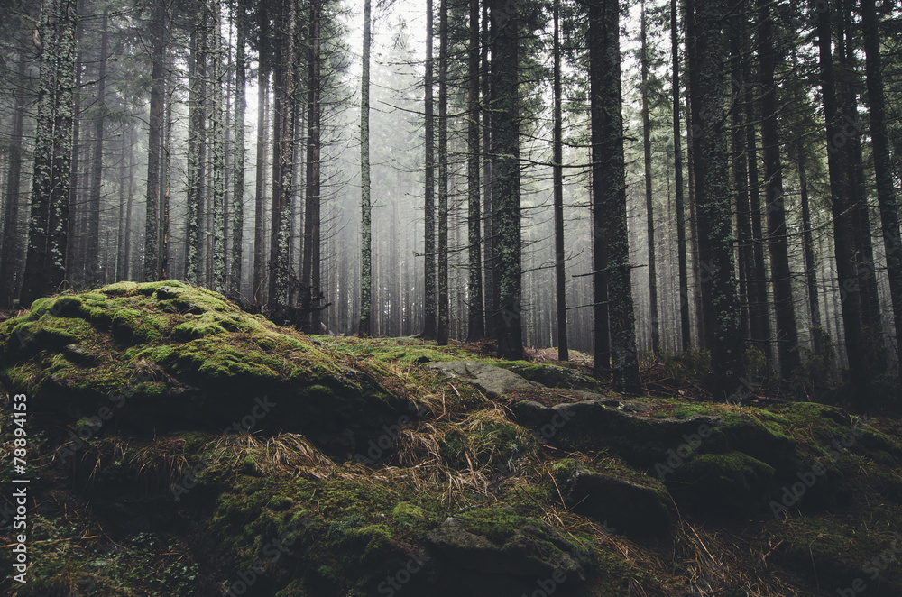 wilderness landscape forest with pine trees and moss on rocks - obrazy, fototapety, plakaty 