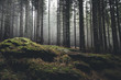 Leinwandbild Motiv wilderness landscape forest with pine trees and moss on rocks