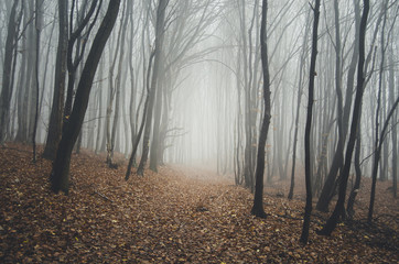 Wall Mural - path through natural forest