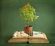Plant With Red Berry Staying On Book Pile