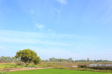 Rice fields with blue sky