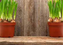 Daffodils Pots Wooden Table Wall Background Defocused