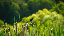 Bird On Reeds Point Reyes California