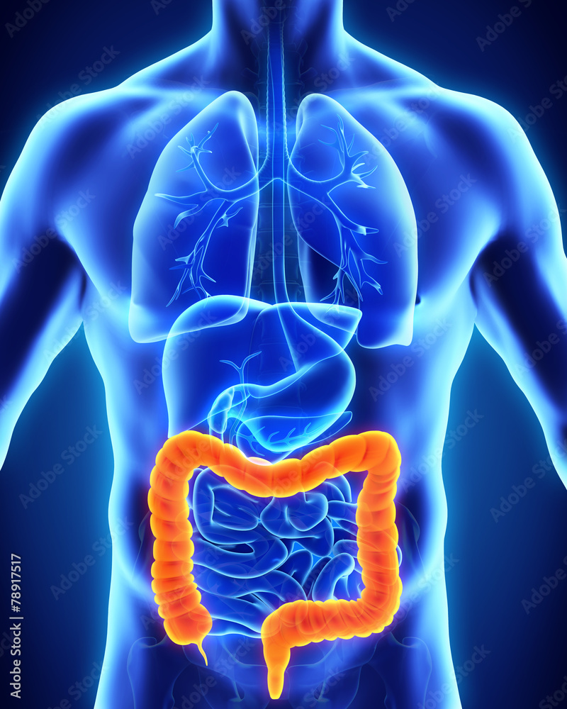 Human Colon Anatomy Stock Illustration | Adobe Stock