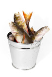 Fototapeta  - Fish in a bucket on a white background