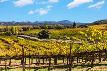 California Wine Country Landscape