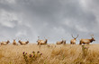 Herd of wild bull elk with antlers in natural grassland habitat. Point Reyes, California