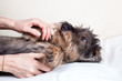 Massaggio e coccole cane bassotto