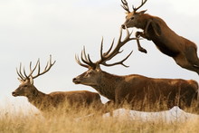 Red Deer Males Running Together