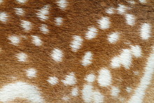 Texture Of Fallow Deer Fur