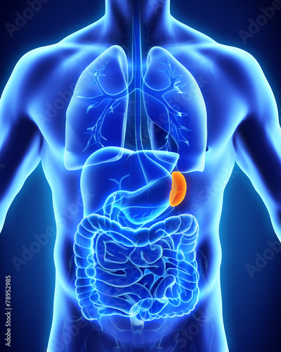 Human Spleen Anatomy Stock Illustration | Adobe Stock