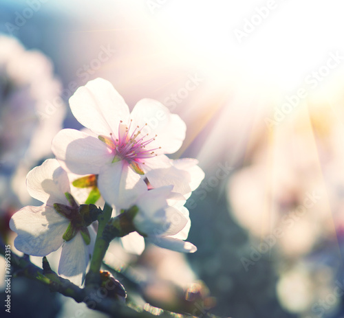 Spring blossom background. Nature scene with blooming tree