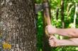 Lumberjack cutting the tree with an axe in the forest