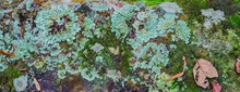 Lichen Covered Stone