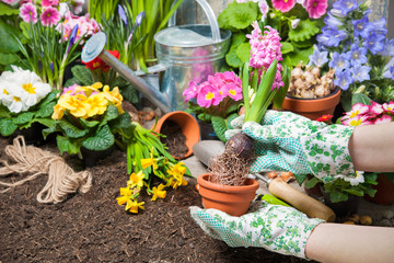 Canvas Print - Gardener working in the flower garden