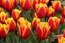 Wild Tulips In Red And Yellow Shades