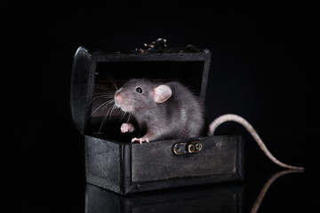 brown  domestic rat on a black background