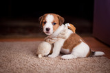 Fototapeta Konie - puppy Jack Russell Terrier