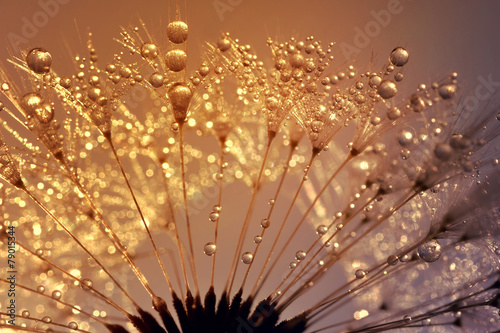 Naklejka na szybę Dewy dandelion at sunrise close up