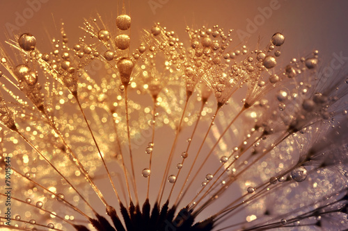 Obraz w ramie Dewy dandelion at sunrise close up