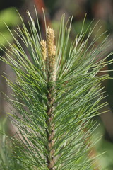 Wall Mural - Siberian stone pine.