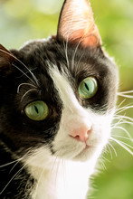 A Black And White Cat With Green Background