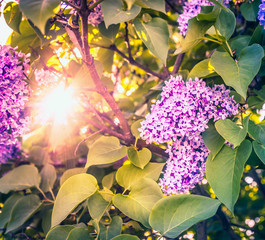 Wall Mural - sun shines through the bush blossoming lilac , toned