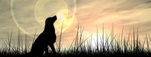 Dog Silhouette In Grass At Sunset Banner