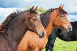 Fototapeta  - Portrait of two horses in the herd