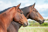 Fototapeta Konie - Portrait of two horses in summer