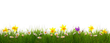 Green Grass And Colorful Spring Flowers.
