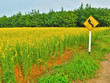 Yellow Winding Road Sign