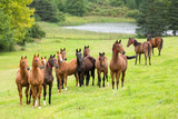 Fototapeta Konie - horse herd